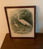 Mooi Schilderij met oude prent  mahoni houten lijst, Ophalen of Verzenden