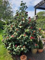 Camellia Japonica of Japanse Roos, Ophalen, Vaste plant, Overige soorten, Volle zon