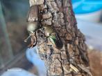Lamprima adolphinae, Dieren en Toebehoren, Insecten en Spinnen, Overige soorten