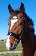 Gave 3 jarige total us, Dieren en Toebehoren, Paarden, Met stamboom, B, Ruin, Dressuurpaard