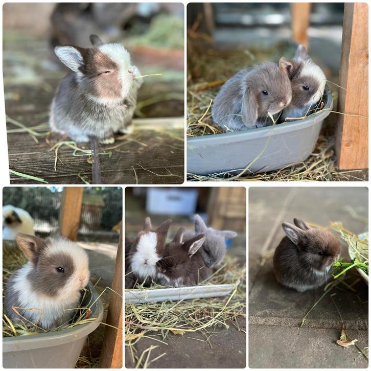 Aankondiging super tamme en knappe (raszuivere) minilops., Tickets en Kaartjes, Recreatie | Dierentuinen
