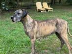 Duitse dog, Dieren en Toebehoren, Honden | Bulldogs, Pinschers en Molossers, Particulier, Rabiës (hondsdolheid), 8 tot 15 weken