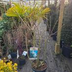 Syringa Lemoine - Sering 120cm, Tuin en Terras, Ophalen, Lente, Halfschaduw, Overige soorten