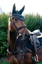 Leuke 3,5 jarige merrie, Dieren en Toebehoren, Paarden, Merrie, Springpaard, B, Gechipt