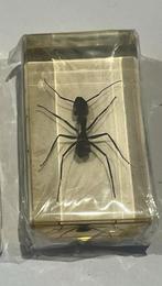 Insect in acrylhars, Ophalen of Verzenden, Nieuw, Opgezet dier