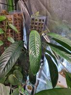 philodendron heterocraspedon stek, Huis en Inrichting, Kamerplanten, Ophalen of Verzenden, Halfschaduw, Minder dan 100 cm