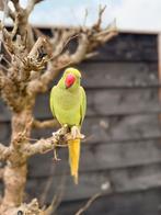 Tamme jonge halsbandparkiet | mannetje | mei 2024, Dieren en Toebehoren, Vogels | Parkieten en Papegaaien, Mannelijk, Parkiet