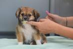 Chihuahua pups prachtige keuze, België, Rabiës (hondsdolheid), 15 weken tot 1 jaar, Meerdere