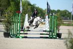 Betrouwbare beginnerspony’s , sportpony’s & Familiepony’s, Dieren en Toebehoren, Pony's, B, Gechipt, Ruin, 3 tot 6 jaar