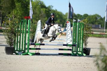 Betrouwbare beginnerspony’s , sportpony’s & Familiepony’s beschikbaar voor biedingen