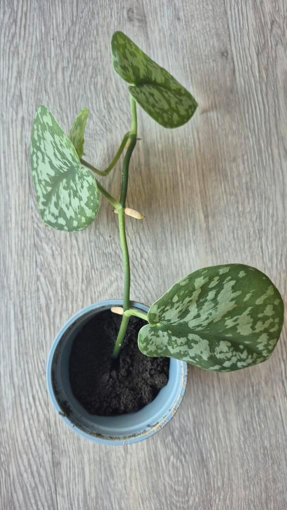 Kamerplant | Zilverrank / Scindapsus pictus, Huis en Inrichting, Kamerplanten, Overige soorten, Minder dan 100 cm, Groene kamerplant