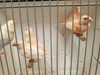 Landgraaf, Dieren en Toebehoren, Vogels | Kanaries, Mannelijk, Kleurkanarie
