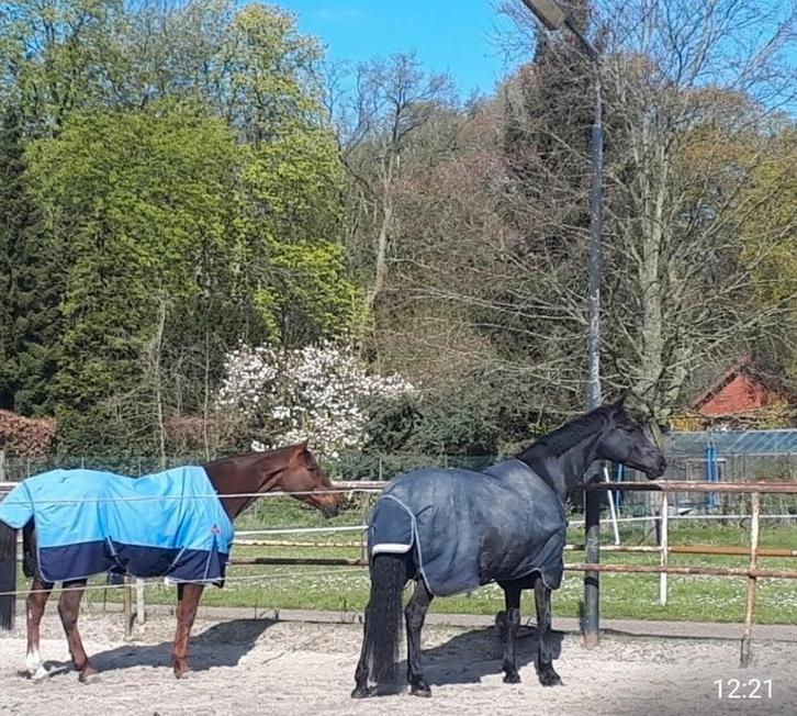 Stalling met weidegang aangeboden, Dieren en Toebehoren, Stalling en Weidegang, Stalling, Weidegang