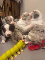 Border collie pups met fci stamboom, Dieren en Toebehoren, Parvo, 8 tot 15 weken, Collie, Meerdere