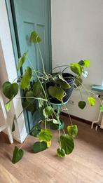 Monstera met tafeltje te koop!, 100 tot 150 cm, Overige soorten, In pot, Groene kamerplant