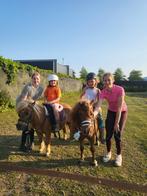 Een echte kinderpony, Dieren en Toebehoren, Pony's, Merrie, Niet van toepassing, Recreatiepony, 11 jaar of ouder
