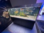 Oase highline 600 + 2x oase biomaster 850 + 2x chiros led, Ophalen, Zo goed als nieuw, Leeg aquarium