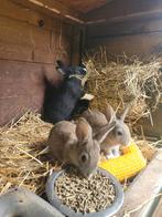 Baby konijnen te koop, Dieren en Toebehoren, Augustus, Meerdere dieren, Overige typen