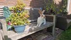 Lotharinger groot konijn ram, Dieren en Toebehoren, Mannelijk, Groot