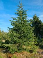 Grote, mooie vrijstaande Nordmann kerstbomen 5 - 8 m., Tuin en Terras, Planten | Bomen, Overige soorten, Zomer, 400 cm of meer