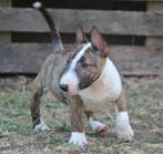 Mini Bull Terijer pup, Dieren en Toebehoren, Rabiës (hondsdolheid), Reu, 8 tot 15 weken, Bulldog