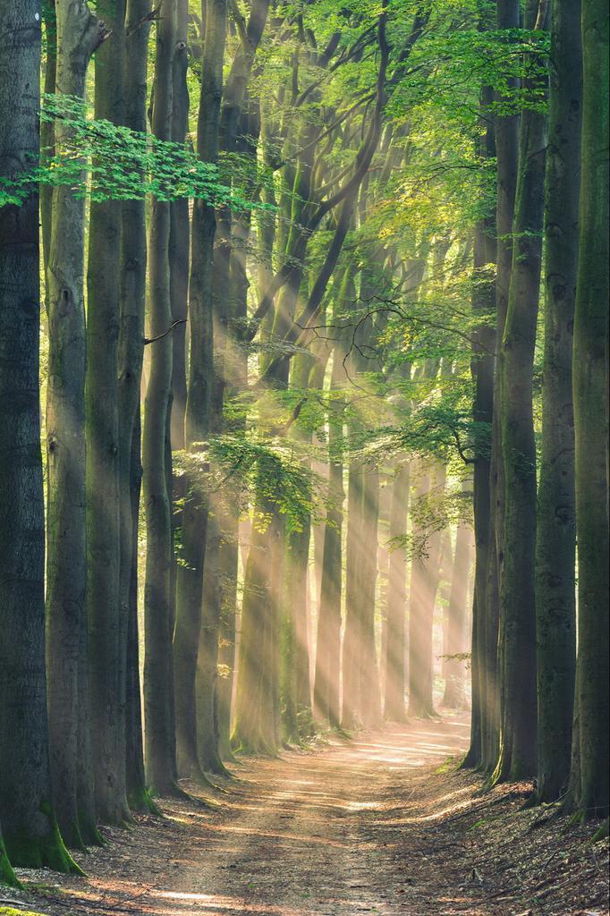 Perceel/Bosgrond nabij Breda gezocht, Huizen en Kamers, Kavels en Percelen, Verkoop zonder makelaar