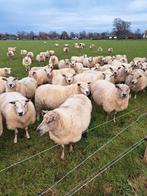 Drachtige schapen, Dieren en Toebehoren, Vrouwelijk, Schaap
