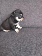 raszuivere chihuahua pups, Rabiës (hondsdolheid), Overige rassen, 8 tot 15 weken, Meerdere