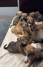 Prachtige Rottweiler x Bully xl pups!!  6 weekjes.., CDV (hondenziekte), Particulier, Meerdere, 8 tot 15 weken