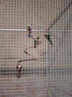 Kakarikie, Meerdere dieren, Parkiet