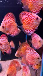 ontdek de magie van deze betoverende tropische discusvissen, Dieren en Toebehoren, Vissen | Aquariumvissen, Vis, Zoetwatervis