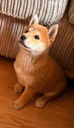 Shiba Inu Pups Te Koop, Dieren en Toebehoren, Overige rassen, Meerdere, Meerdere dieren, Nederland