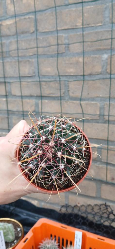 Ferocactus latispinus - Duivelsklauw Cactus, Huis en Inrichting, Kamerplanten, Ophalen of Verzenden