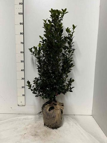 Ilex  meserveae Heckenfee - Stevige Haagplant beschikbaar voor biedingen