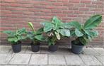 Bananen planten Musa Tropicana, Tuin en Terras, Ophalen, Overige soorten, Volle zon