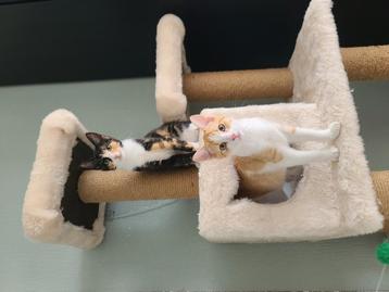 

2 kittens, a cat tree, a bag, 2 litter boxes and some toys beschikbaar voor biedingen