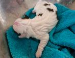 Boomer pups, Dieren en Toebehoren, Overige rassen, 8 tot 15 weken, Meerdere, Meerdere dieren
