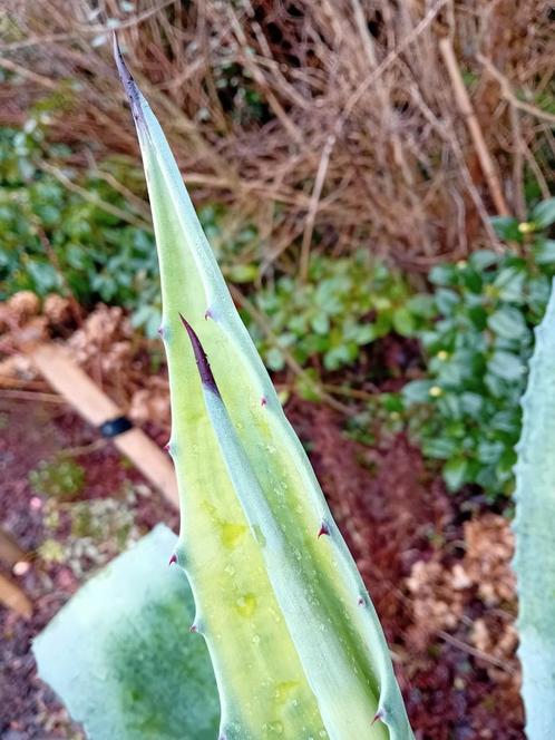 Grote Agave americana (Honderdjarige aloë) 1 meter., Tuin en Terras, Planten | Tuinplanten, Vaste plant, Overige soorten, Volle zon