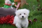 Maltezer pups mooi klein blijvend, Maltezer, Rabiës (hondsdolheid), 15 weken tot 1 jaar, Buitenland