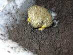 Boel Frog