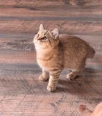 (Last one) Kittens cinnamon/golden british, Dieren en Toebehoren, Poes, 0 tot 2 jaar