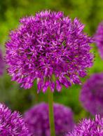 Allium 'Purple Sensation / Sierui🌿, Tuin en Terras, Bloembollen en Zaden, Ophalen of Verzenden, Voorjaar, Bloembol, Volle zon