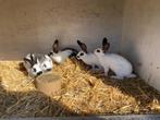jonge konijnen lotharingers, Dieren en Toebehoren, Meerdere dieren, Groot, 0 tot 2 jaar