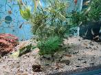 Endler Guppen, Dieren en Toebehoren, Vis, Zoetwatervis