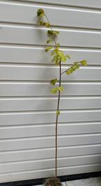 Hazelaar 140 cm, Ophalen, Overige soorten