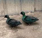 Zeldzame hollandse kwakers, Meerdere dieren, Eend