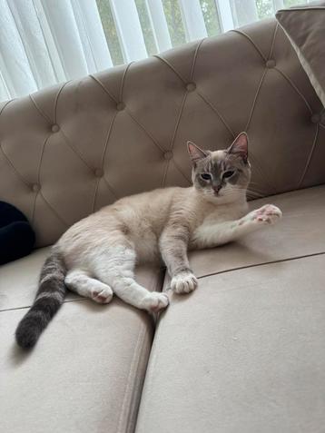 Ragdoll poes beschikbaar voor biedingen