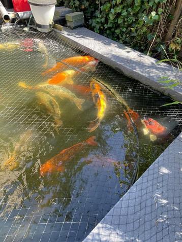 Japanse koi vijver (40+ Kois) beschikbaar voor biedingen