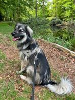 AIN:  Micky, knappe jonge reu, Rabiës (hondsdolheid), 1 tot 2 jaar, Buitenland, Eén hond