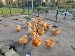 Broedeieren orpington buff, Dieren en Toebehoren, Pluimvee, Geslacht onbekend, Kip